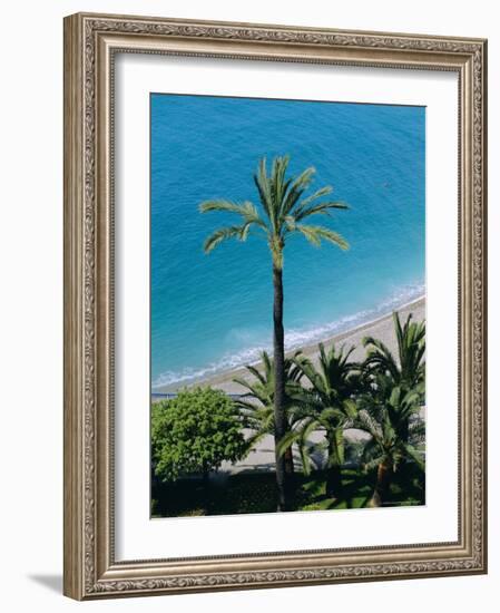 Palm Trees and Baie Des Anges, Nice, Cote d'Azur, Alpes-Maritimes, Provence, France, Europe-Guy Thouvenin-Framed Photographic Print