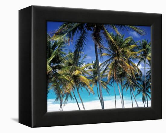 Palm Trees and Beach, Barbados, Caribeean-Peter Adams-Framed Premier Image Canvas