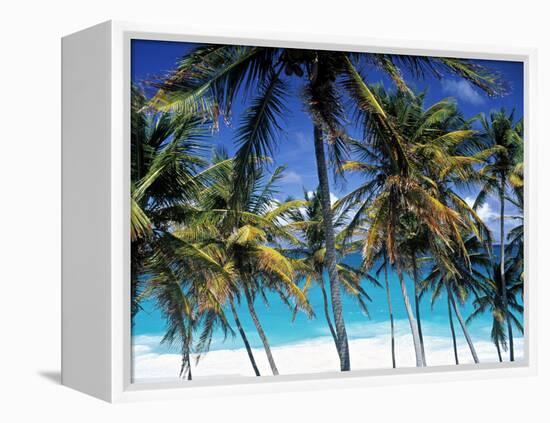 Palm Trees and Beach, Barbados, Caribeean-Peter Adams-Framed Premier Image Canvas