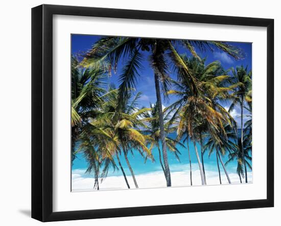 Palm Trees and Beach, Barbados, Caribeean-Peter Adams-Framed Photographic Print