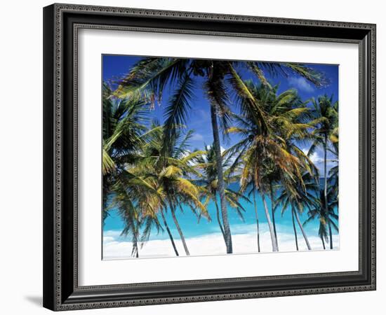 Palm Trees and Beach, Barbados, Caribeean-Peter Adams-Framed Photographic Print