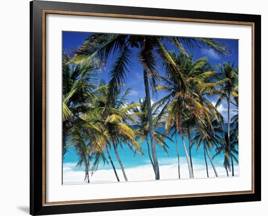 Palm Trees and Beach, Barbados, Caribeean-Peter Adams-Framed Photographic Print