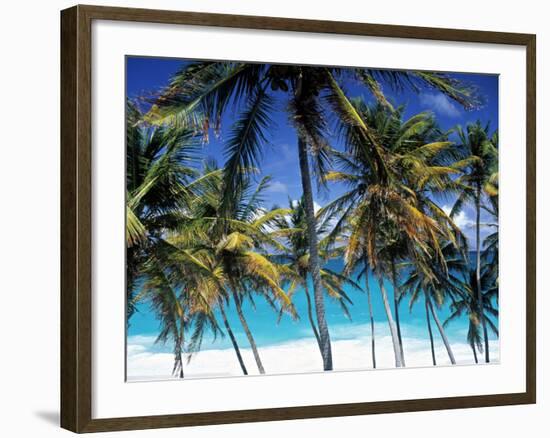 Palm Trees and Beach, Barbados, Caribeean-Peter Adams-Framed Photographic Print