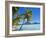 Palm Trees and Beach, Bora Bora, Tahiti, Society Islands, French Polynesia, Pacific-Mark Mawson-Framed Photographic Print