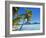 Palm Trees and Beach, Bora Bora, Tahiti, Society Islands, French Polynesia, Pacific-Mark Mawson-Framed Photographic Print