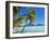 Palm Trees and Beach, Bora Bora, Tahiti, Society Islands, French Polynesia, Pacific-Mark Mawson-Framed Photographic Print