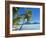 Palm Trees and Beach, Bora Bora, Tahiti, Society Islands, French Polynesia, Pacific-Mark Mawson-Framed Photographic Print