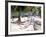 Palm Trees and Beach Chairs, Florida Keys, Florida, USA-Terry Eggers-Framed Photographic Print