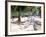 Palm Trees and Beach Chairs, Florida Keys, Florida, USA-Terry Eggers-Framed Photographic Print