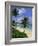 Palm Trees and Beach, Half Moon Bay, Antigua, Leeward Islands, Caribbean, West Indies-John Miller-Framed Photographic Print