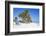 Palm Trees and Beach, Playa El Paso, Cayo Guillermo, Jardines Del Rey, Ciego De Avila Province-Jane Sweeney-Framed Photographic Print