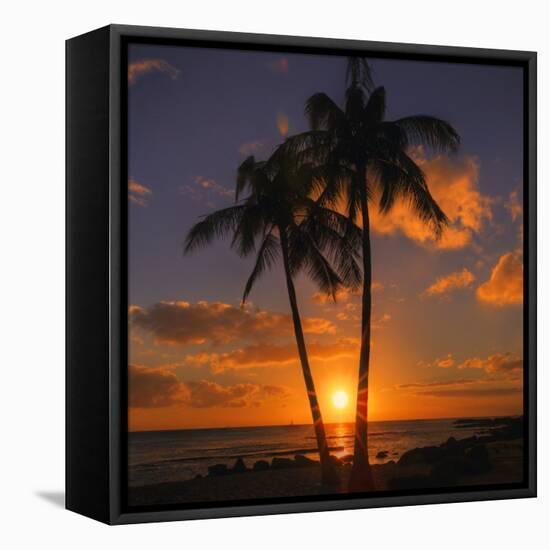 Palm Trees and Setting Sun (Square), Kauai Hawaii-Vincent James-Framed Premier Image Canvas