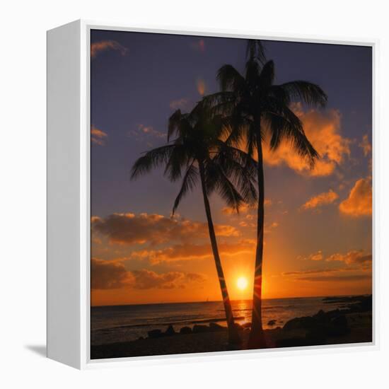 Palm Trees and Setting Sun (Square), Kauai Hawaii-Vincent James-Framed Premier Image Canvas