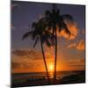 Palm Trees and Setting Sun (Square), Kauai Hawaii-Vincent James-Mounted Photographic Print