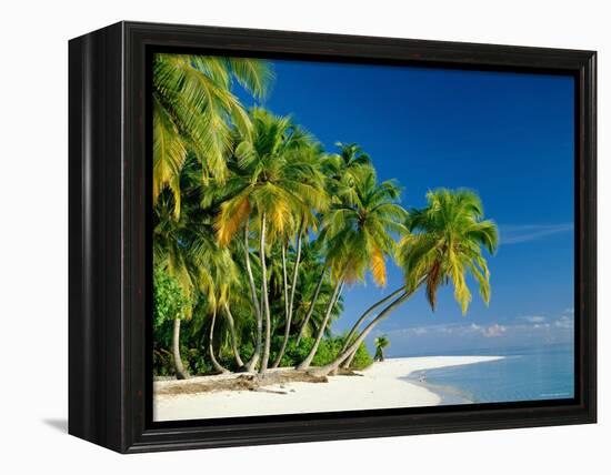 Palm Trees and Tropical Beach, Maldive Islands, Indian Ocean-Steve Vidler-Framed Premier Image Canvas