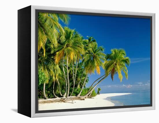 Palm Trees and Tropical Beach, Maldive Islands, Indian Ocean-Steve Vidler-Framed Premier Image Canvas