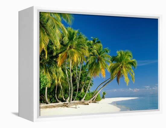 Palm Trees and Tropical Beach, Maldive Islands, Indian Ocean-Steve Vidler-Framed Premier Image Canvas