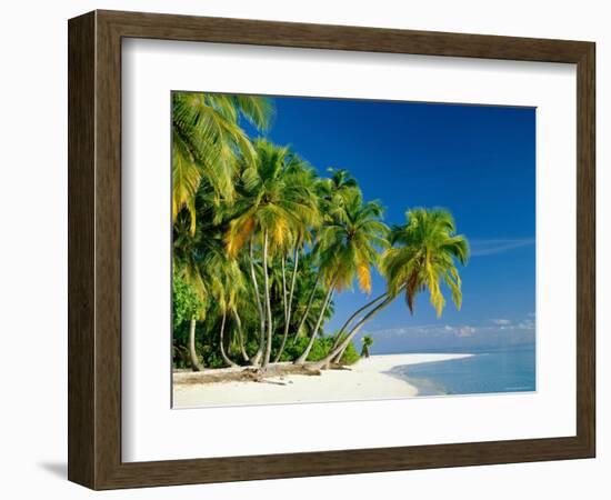 Palm Trees and Tropical Beach, Maldive Islands, Indian Ocean-Steve Vidler-Framed Photographic Print