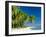 Palm Trees and Tropical Beach, Maldive Islands, Indian Ocean-Steve Vidler-Framed Photographic Print