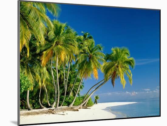 Palm Trees and Tropical Beach, Maldive Islands, Indian Ocean-Steve Vidler-Mounted Photographic Print