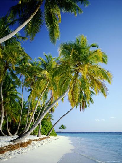 'Palm Trees and Tropical Beach, Maldive Islands, Indian Ocean ...