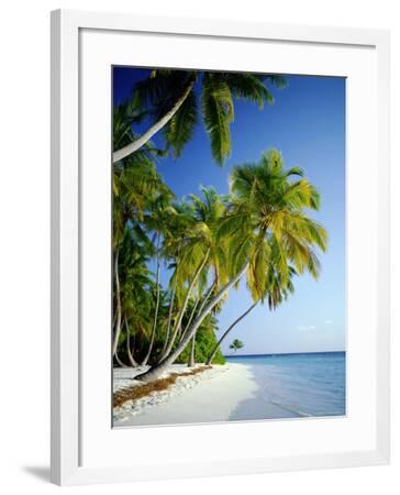 'Palm Trees and Tropical Beach, Maldive Islands, Indian Ocean ...