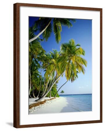 'Palm Trees and Tropical Beach, Maldive Islands, Indian Ocean ...