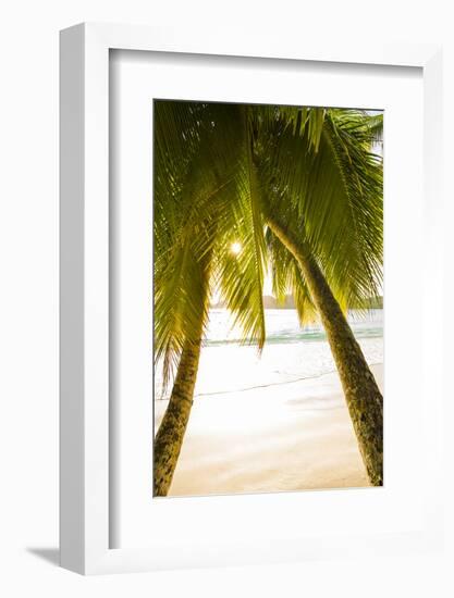 Palm Trees and Tropical Beach, Southern Mahe, Seychelles-Jon Arnold-Framed Photographic Print