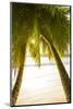 Palm Trees and Tropical Beach, Southern Mahe, Seychelles-Jon Arnold-Mounted Photographic Print