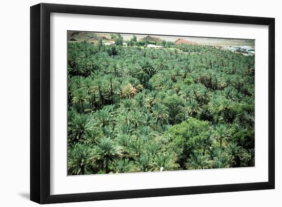 Palm trees at Hatta oasis, irrigated by an ancient system of subterranean conduits, called aflaaj-Werner Forman-Framed Giclee Print