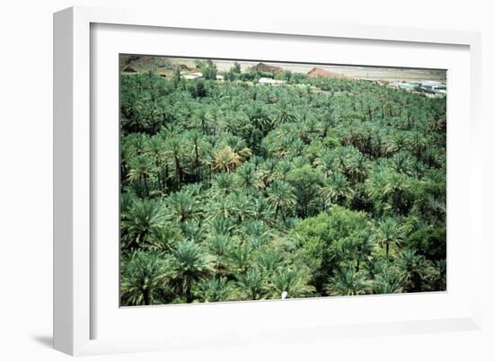 Palm trees at Hatta oasis, irrigated by an ancient system of subterranean conduits, called aflaaj-Werner Forman-Framed Giclee Print