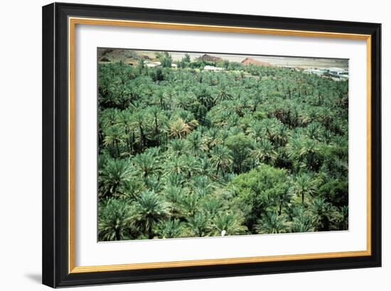 Palm trees at Hatta oasis, irrigated by an ancient system of subterranean conduits, called aflaaj-Werner Forman-Framed Giclee Print