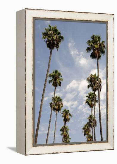 Palm Trees at Hollywood Forever Memorial Park Final Resting Place for Many a Hollywood Star in…-null-Framed Premier Image Canvas