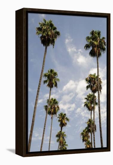 Palm Trees at Hollywood Forever Memorial Park Final Resting Place for Many a Hollywood Star in…-null-Framed Premier Image Canvas