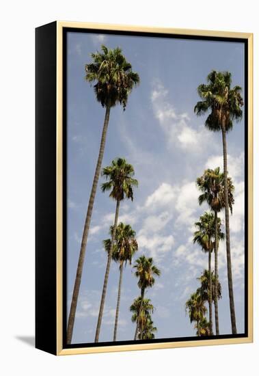 Palm Trees at Hollywood Forever Memorial Park Final Resting Place for Many a Hollywood Star in…-null-Framed Premier Image Canvas