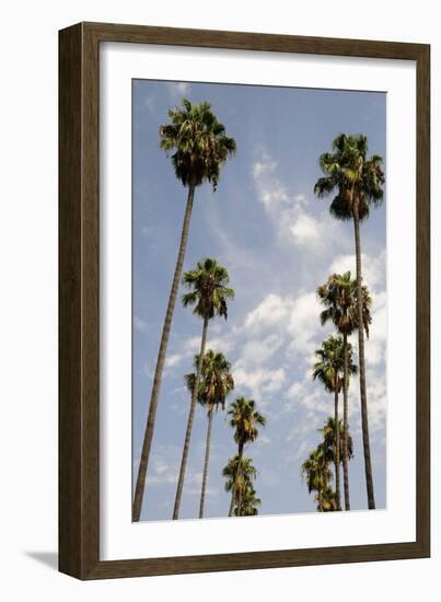Palm Trees at Hollywood Forever Memorial Park Final Resting Place for Many a Hollywood Star in…-null-Framed Photographic Print