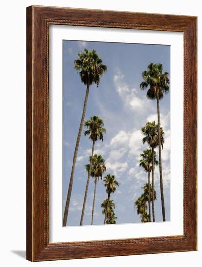 Palm Trees at Hollywood Forever Memorial Park Final Resting Place for Many a Hollywood Star in…-null-Framed Photographic Print