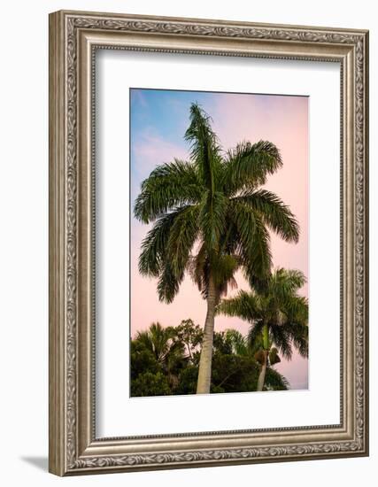 Palm Trees at Sunset - Florida-Philippe Hugonnard-Framed Photographic Print