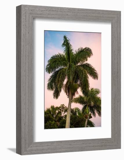 Palm Trees at Sunset - Florida-Philippe Hugonnard-Framed Photographic Print