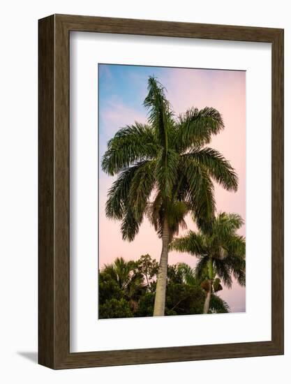 Palm Trees at Sunset - Florida-Philippe Hugonnard-Framed Photographic Print