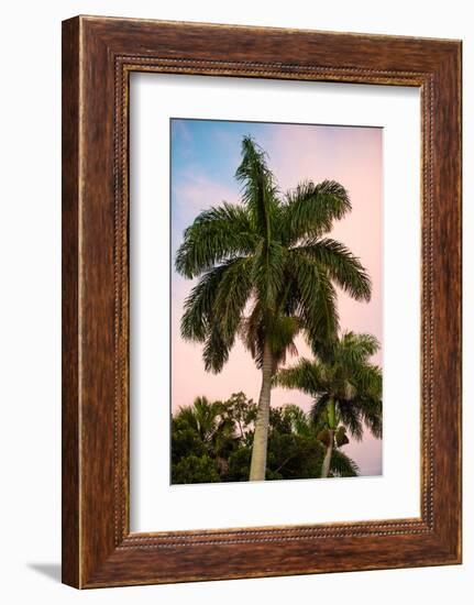 Palm Trees at Sunset - Florida-Philippe Hugonnard-Framed Photographic Print