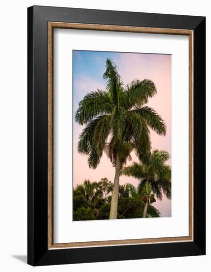 Palm Trees at Sunset - Florida-Philippe Hugonnard-Framed Photographic Print