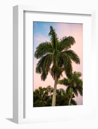 Palm Trees at Sunset - Florida-Philippe Hugonnard-Framed Photographic Print