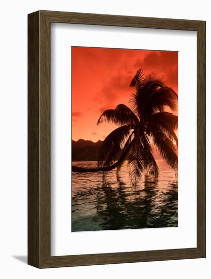 Palm Trees at Sunset, Moorea, Tahiti, French Polynesia-null-Framed Photographic Print