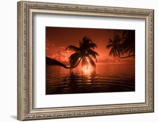 Palm trees at sunset, Moorea, Tahiti, French Polynesia-Panoramic Images-Framed Photographic Print