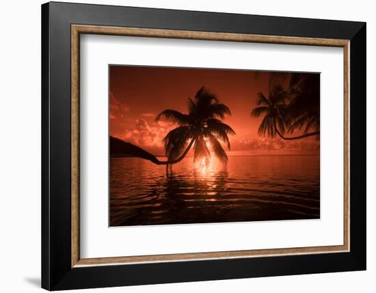 Palm trees at sunset, Moorea, Tahiti, French Polynesia-Panoramic Images-Framed Photographic Print