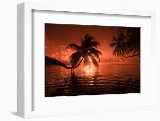 Palm trees at sunset, Moorea, Tahiti, French Polynesia-Panoramic Images-Framed Photographic Print