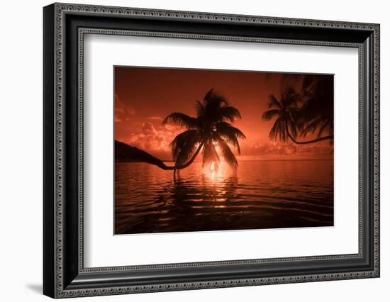 Palm trees at sunset, Moorea, Tahiti, French Polynesia-Panoramic Images-Framed Photographic Print