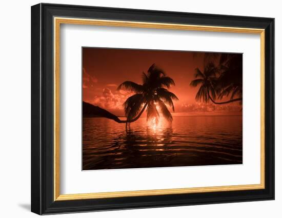 Palm trees at sunset, Moorea, Tahiti, French Polynesia-Panoramic Images-Framed Photographic Print