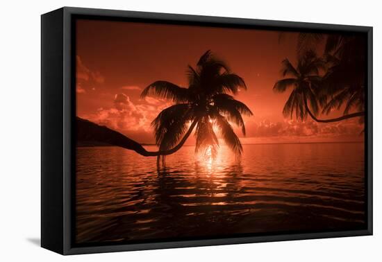 Palm trees at sunset, Moorea, Tahiti, French Polynesia-Panoramic Images-Framed Premier Image Canvas